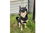 Adopt Mia a Mixed Breed (Medium) / Mixed dog in Grand Forks, ND (41569409)