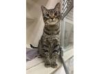 Adopt Dawnie a Domestic Shorthair / Mixed cat in Lincoln, NE (41569363)
