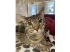 Adopt Brady a Domestic Shorthair / Mixed cat in Lincoln, NE (41569362)