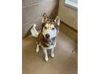 Adopt Titan a Siberian Husky / Mixed dog in Lincoln, NE (41569361)