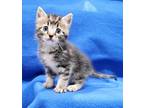 Adopt Thyme a Gray, Blue or Silver Tabby Tabby (short coat) cat in Ypsilanti