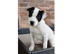 Adopt S. Liberty a Labrador Retriever / Mixed dog in Canton, GA (41569358)