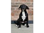 Adopt Arlington a Labrador Retriever / Mixed dog in Canton, GA (41569357)