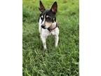 Adopt Alan Parker a Rat Terrier / Mixed dog in ROSENBERG, TX (41569352)