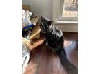 Adopt Peat a Black (Mostly) Domestic Mediumhair / Mixed (medium coat) cat in