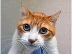 Adopt a Orange or Red Domestic Shorthair cat in Wildomar, CA (41569432)