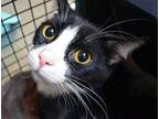 Adopt a All Black Domestic Shorthair cat in Wildomar, CA (41569428)