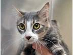 Adopt a Tan or Fawn Domestic Shorthair cat in Wildomar, CA (41569427)