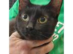 Adopt Shade--Bonded Buddy With Angel a Domestic Shorthair / Mixed cat in Des