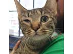Adopt Angel--Bonded Buddy With Shade a Domestic Shorthair / Mixed cat in Des