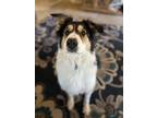 Adopt Deidre a White - with Brown or Chocolate Great Pyrenees / Border Collie /