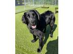 Adopt Lane a Black Labrador Retriever / Golden Retriever / Mixed dog in