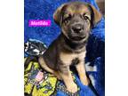 Adopt Matilda (PUPPY) a Black - with Tan, Yellow or Fawn German Shepherd Dog /
