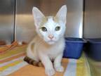Adopt Dreamsicle Frosty a Orange or Red (Mostly) Domestic Shorthair / Mixed cat