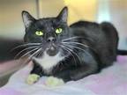 Adopt Heisenberg a Black & White or Tuxedo Domestic Shorthair / Mixed cat in