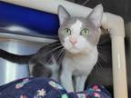 Adopt Ice Cream Machine a Gray or Blue (Mostly) Domestic Shorthair / Mixed cat