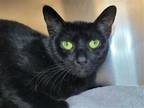 Adopt Lilith a All Black Domestic Shorthair / Mixed cat in Millersville