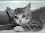 Adopt Lynx a Gray or Blue (Mostly) Domestic Shorthair / Mixed cat in