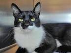 Adopt Strawberry a Black & White or Tuxedo Domestic Shorthair / Mixed cat in