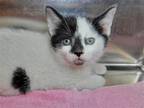 Adopt Vanilla a Black & White or Tuxedo Domestic Shorthair / Mixed cat in