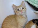 Adopt Weevil a Orange or Red Domestic Shorthair / Mixed cat in Millersville