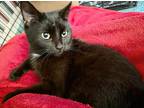Adopt Ebony a Black (Mostly) Domestic Shorthair (short coat) cat in Marion