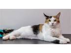 Adopt Jolene - KBC a Calico or Dilute Calico Calico / Mixed (medium coat) cat in