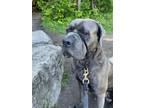 Adopt Beau a Gray/Blue/Silver/Salt & Pepper Mastiff / Mixed dog in Toronto