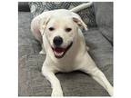 Adopt Scooby Doo a White Labrador Retriever / Mixed dog in Eustis, FL (41569118)