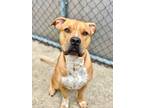 Adopt Marky Mark a Tan/Yellow/Fawn - with White Pit Bull Terrier / Mixed dog in