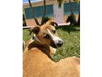 Adopt Cayman a Tan/Yellow/Fawn - with White Mutt / Mixed dog in Jupiter