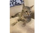 Adopt Rosie a Brown Tabby Tabby / Mixed (short coat) cat in Lubbock