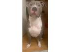 Adopt Dabo a Mixed Breed (Large) / Mixed dog in New York, NY (41569113)