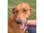 Adopt Piper a Brown/Chocolate Hound (Unknown Type) / Mixed dog in Carlinville
