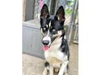 Adopt Keylor a Black - with White Husky / Mixed dog in Chicago, IL (41569147)