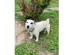 Adopt Scout in Ada a White - with Brown or Chocolate Jack Russell Terrier /