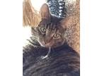 Adopt Julie a Brown Tabby Domestic Mediumhair / Mixed (medium coat) cat in