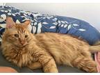 Adopt Squeak a Orange or Red (Mostly) Domestic Longhair / Mixed (long coat) cat
