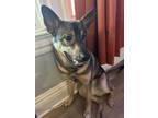 Adopt Raiden a Brown/Chocolate - with Black Norwegian Elkhound / Mixed dog in