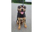 Adopt Homer a Terrier (Unknown Type, Small) / Mixed dog in Ferndale