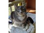 Adopt Nicholas a Gray, Blue or Silver Tabby Domestic Shorthair (short coat) cat