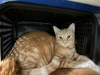Adopt Landon a Domestic Shorthair / Mixed (short coat) cat in Portsmouth