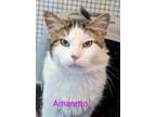 Adopt Amaretto a White (Mostly) Domestic Mediumhair (medium coat) cat in Colfax