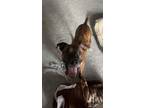Adopt Scooby a Brindle Boxer / American Pit Bull Terrier / Mixed dog in