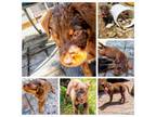 Adopt Copper a Brown/Chocolate - with Tan Australian Shepherd / Mixed dog in