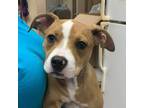 Adopt Keegan a Pit Bull Terrier / Mixed dog in Salisbury, MD (41568898)