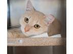 Adopt Waffle a Domestic Shorthair / Mixed cat in Birdsboro, PA (41568897)