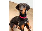 Adopt Flint a Doberman Pinscher / Mixed dog in Roanoke, VA (41568893)