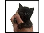 Adopt Wren Star a Domestic Shorthair / Mixed cat in Spring, TX (41568916)