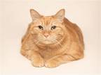 Adopt Mia a Orange or Red Domestic Shorthair / Mixed cat in Millersville